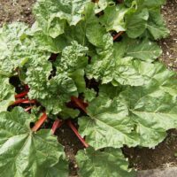 A Rhubarb 'Glaskins Perpetual' 6" Pot thrives in the garden, exhibiting large green leaves and reddish stalks, perfect for a 6" pot.
