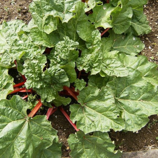A Rhubarb 'Glaskins Perpetual' 6" Pot thrives in the garden, exhibiting large green leaves and reddish stalks, perfect for a 6" pot.