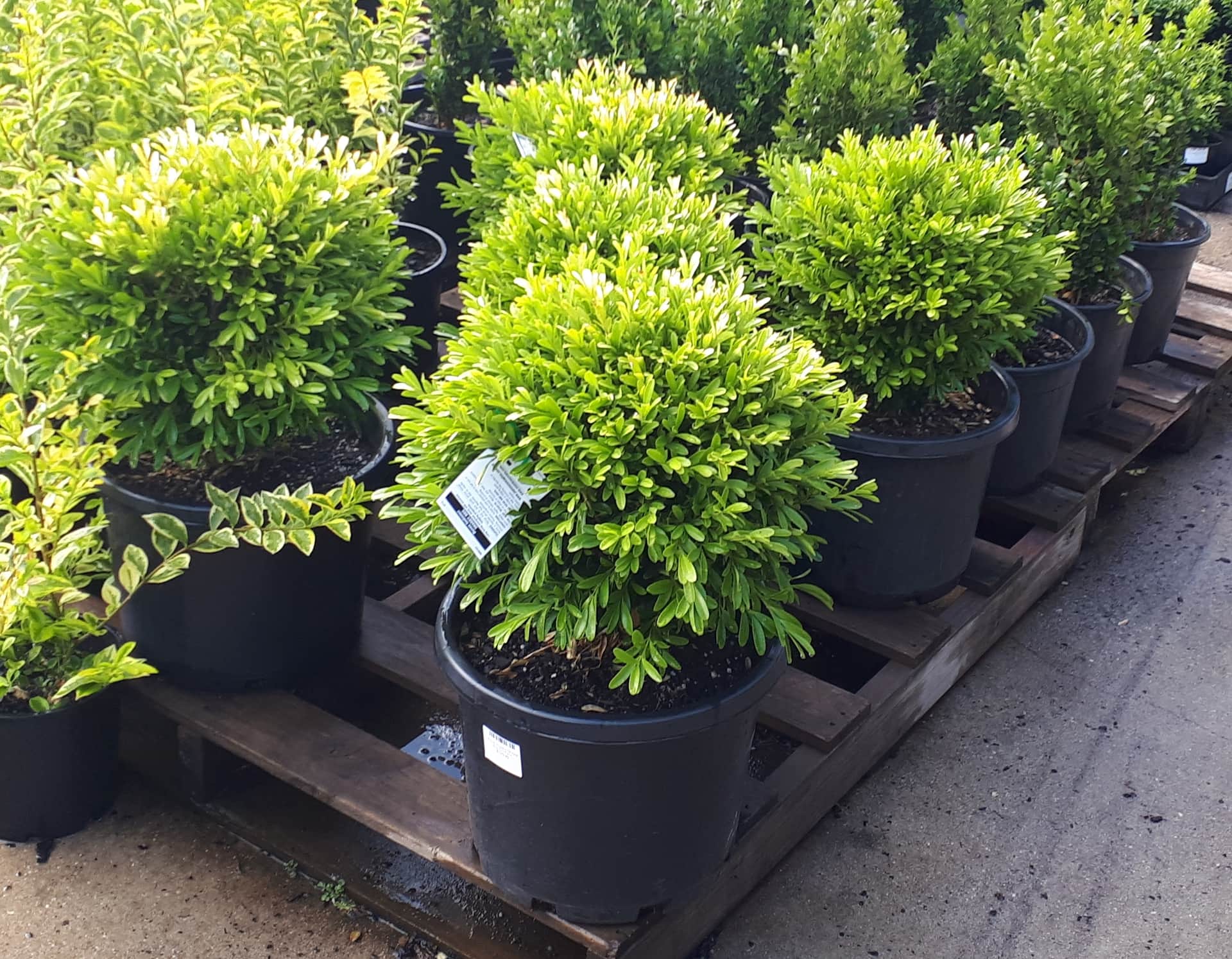 Hello Hello Plants Nursery Melbourne Victoria Australia Buxus bodinnii Shaggy Box Hedge Topiary Ball 33cm Pot