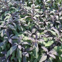 The Salvia 'Amistad' Sage, with its dense purple blooms and elongated leaves, thrives in sunlight. Perfectly suited for a 6" pot, it adds vibrant color to any garden or patio.