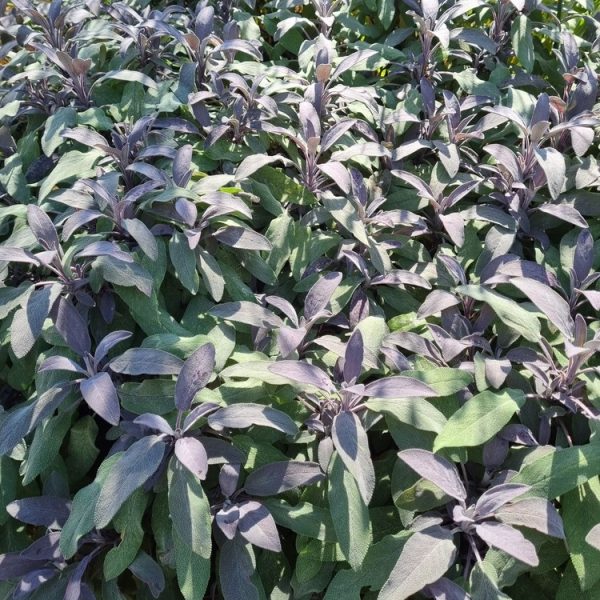 The Salvia 'Amistad' Sage, with its dense purple blooms and elongated leaves, thrives in sunlight. Perfectly suited for a 6" pot, it adds vibrant color to any garden or patio.