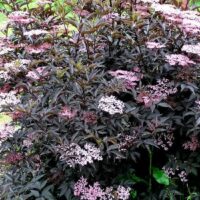 Sambucus Black Beauty Elderberry