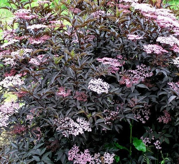 Sambucus Black Beauty Elderberry