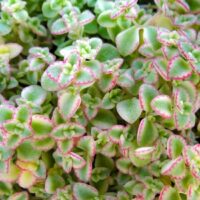 Close-up image of small green succulents with pink-edged leaves, resembling the delicate touch of a Sedum 'Little Missy Fairy Cushion' 6" Pot.