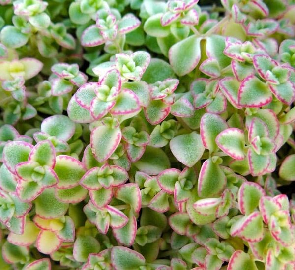 Close-up image of small green succulents with pink-edged leaves, resembling the delicate touch of a Sedum 'Little Missy Fairy Cushion' 6" Pot.