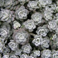 A close-up view of a dense cluster of small, tightly-packed, rosette-shaped Sedum Silver BLOB® 6" Pot plants with a grayish-green hue, elegantly presented in a 6" pot.