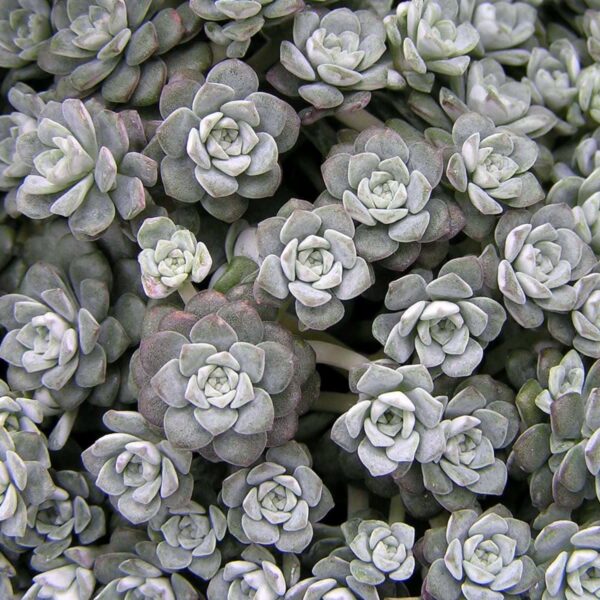 A close-up view of a dense cluster of small, tightly-packed, rosette-shaped Sedum Silver BLOB® 6" Pot plants with a grayish-green hue, elegantly presented in a 6" pot.