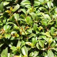 A close-up view of dense, green foliage with small, glossy leaves showing new light green and reddish growth, typical of the Syzygium 'Select Form' Lilly Pilly 6" Pot.