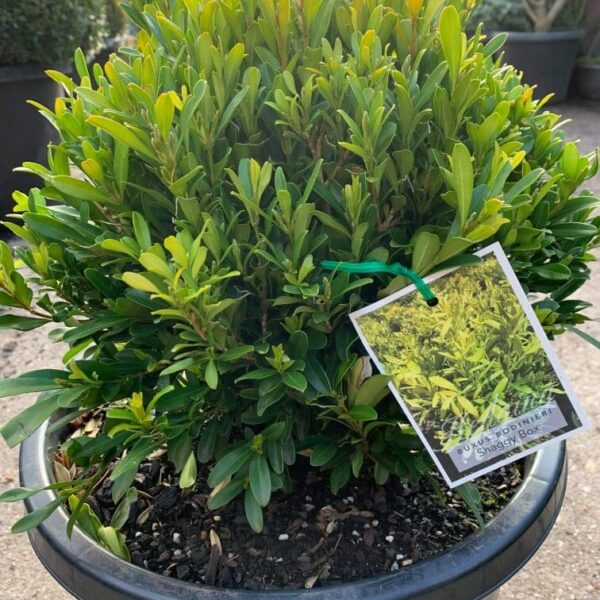 A potted shrub, reminiscent of a Buxus 'Shaggy Box' (Topiary Ball) 13" Pot, has a tag displaying an image and text hanging from one of its branches.