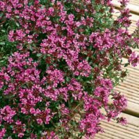 A close-up view of a Thymus 'Crimson Creeping Thyme' 6" Pot with numerous small, vibrant pink flowers, set against a background of wooden planks.