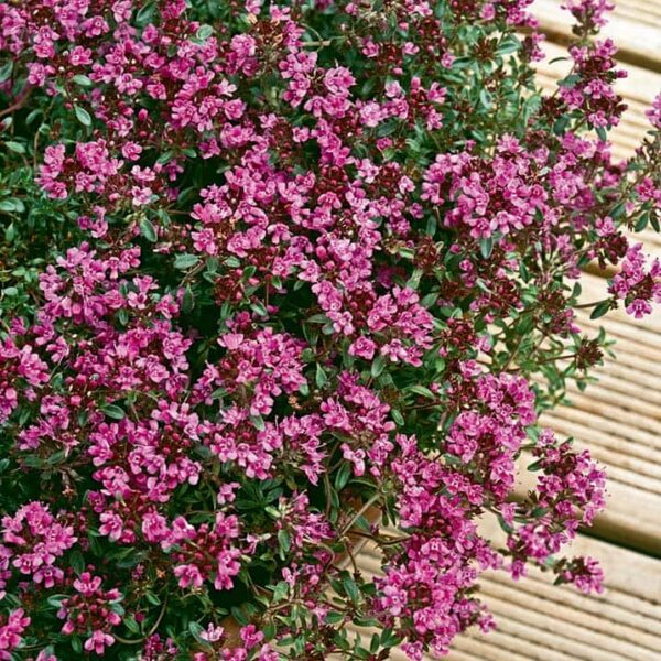 A close-up view of a Thymus 'Crimson Creeping Thyme' 6" Pot with numerous small, vibrant pink flowers, set against a background of wooden planks.