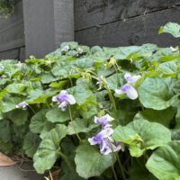 Cluster of purple and white violets with green leaves grow by a dark wooden fence beside a pavement, under the graceful branches of a Lagerstroemia 'Enduring Summer Red' Crape Myrtle 8" Pot.