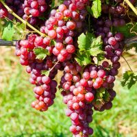 Clusters of ripe, red-purple grapes on a vine in sunlight evoke the stunning scene of Gaura BELLEZA® 'Dark Pink' Butterfly Bush blooms.