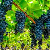 Clusters of ripe purple grapes hang from vine trellises with bright green leaves, while the delicate Gaura BELLEZA® 'Dark Pink' Butterfly Bush blooms add a touch of elegance nearby.