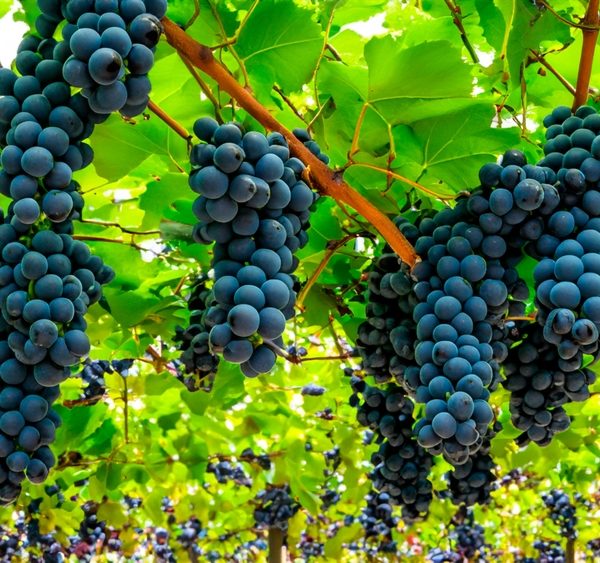 Clusters of ripe purple grapes hang from vine trellises with bright green leaves, while the delicate Gaura BELLEZA® 'Dark Pink' Butterfly Bush blooms add a touch of elegance nearby.