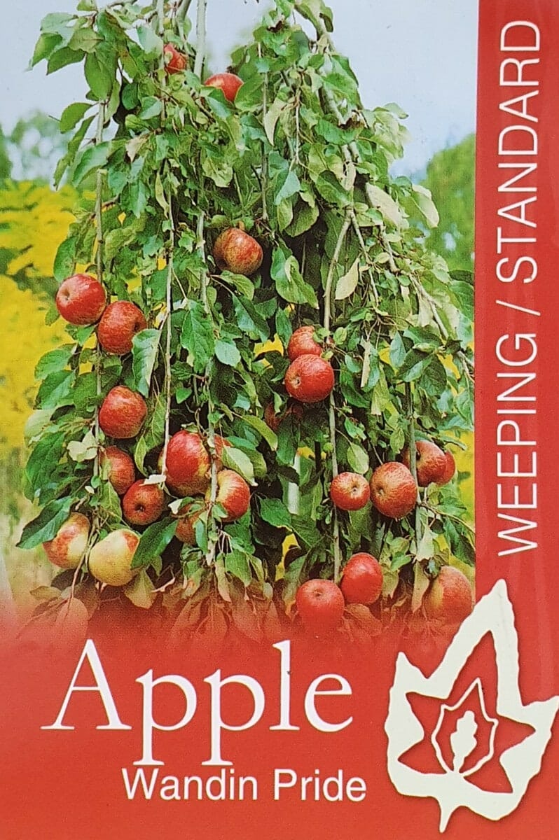 Malus 'Wandin Pride' Weeping Apple 10" Pot 1.2m Standard - Image 4