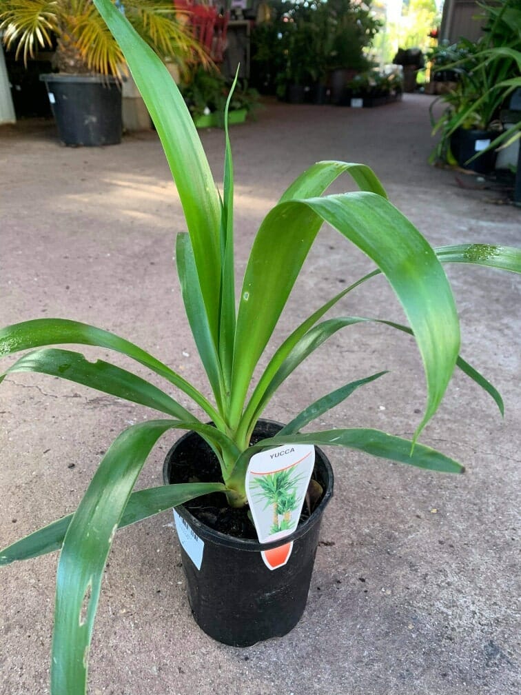 A potted Yucca elephantipes 'Stick Yucca' 6" Pot with long, narrow green leaves is placed on the ground. The plant label on the 6" pot reads "Yucca." There are other plants and gardening items in the background.