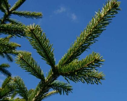 Abies 'Caucasian Fir' - Image 3