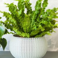 A green bird’s nest fern with wavy leaves grows in a round, textured white pot beside a Santolina 'Cotton Lavender' plant on a gray surface against a light background.