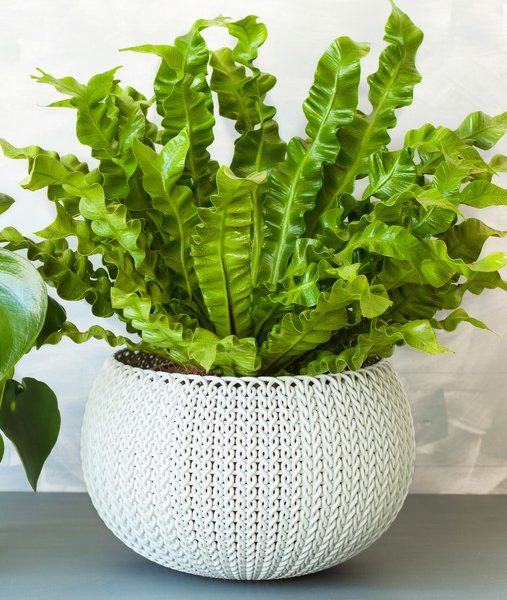 A green bird’s nest fern with wavy leaves grows in a round, textured white pot beside a Santolina 'Cotton Lavender' plant on a gray surface against a light background.