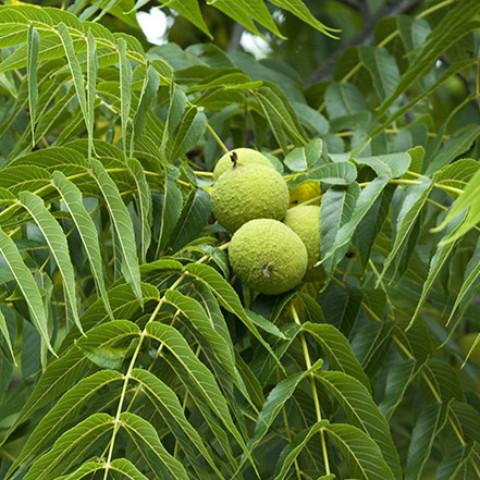 Juglans nigra 'Black Walnut' - Image 3