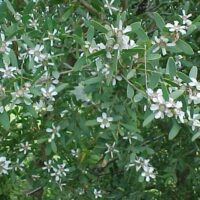 The Leptospermum 'Coastal Tea Tree' features green foliage accented by a multitude of small white flowers.