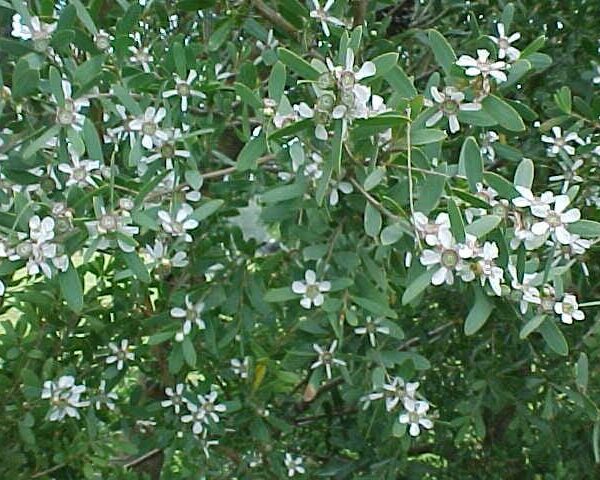 The Leptospermum 'Coastal Tea Tree' features green foliage accented by a multitude of small white flowers.
