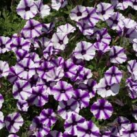 A vibrant mass of Petunia Supertunia® 'Violet Charm' in full bloom showcases a star pattern with purple and white hues, set against lush green leaves.