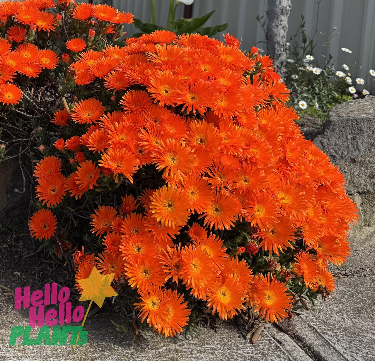 Mesembryanthemum Pig Face 'Orange' - Image 5