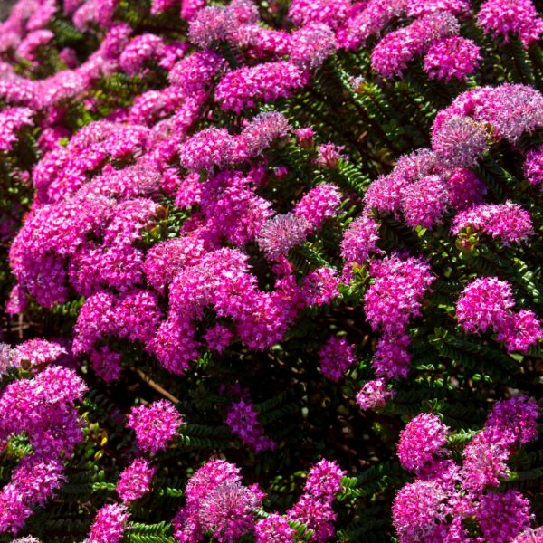Pimelea 'Sunset Blush' Rice flower in a 7" pot features dense clusters of small, bright pink blossoms atop green foliage, creating a vibrant and lush display in natural sunlight.