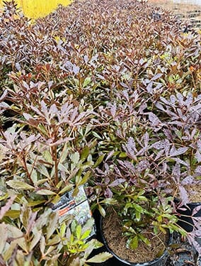 Pseudopanax 'Coastal Purple 5 Finger' 8" Pot - Image 4