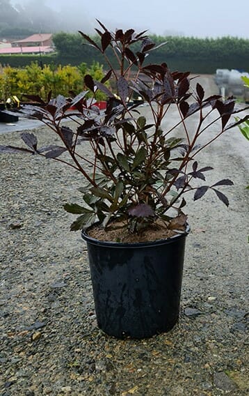 Pseudopanax 'Coastal Purple 5 Finger' 8" Pot - Image 3