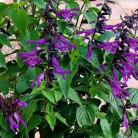 A cluster of green leaves and purple flowers with elongated petals, growing on tall stems, this Salvia 'Amistad' Sage 6" Pot adds a vibrant touch to any garden.