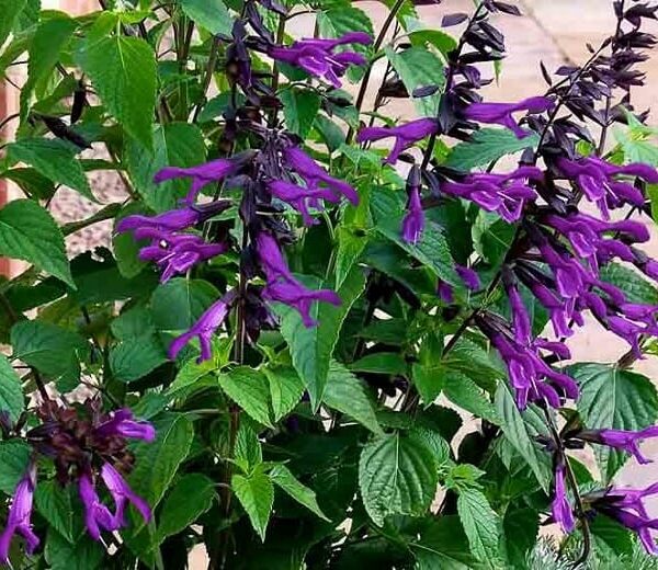 A cluster of green leaves and purple flowers with elongated petals, growing on tall stems, this Salvia 'Amistad' Sage 6" Pot adds a vibrant touch to any garden.