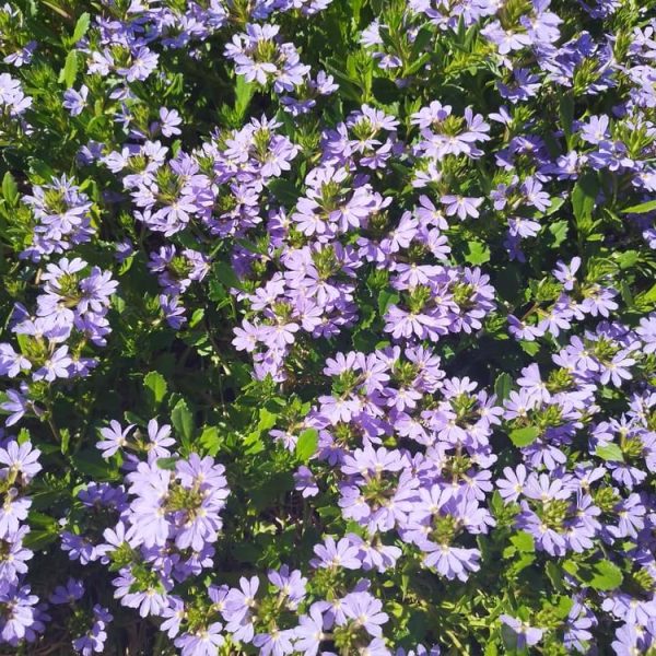 Scaevola Bondi™ 'Blue' in a 6" pot features dense clusters of small purple-blue flowers and green leaves, perfect for adding vibrant color to your garden.
