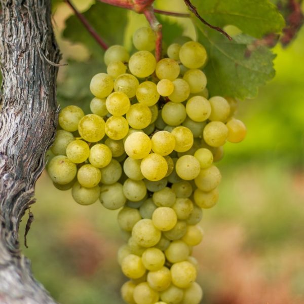 Close-up of a bunch of green grapes hanging from the vine with vibrant green leaves in the background. Nearby, the Gaura BELLEZA® 'Dark Pink' Butterfly Bush adds contrast with its dark pink blossoms peeking through the foliage.