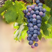 A bunch of dark pink grapes hangs from a vine with lush green leaves, resembling the vibrant hues of the Gaura BELLEZA® 'Dark Pink' Butterfly Bush.