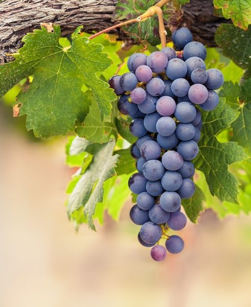 A bunch of dark pink grapes hangs from a vine with lush green leaves, resembling the vibrant hues of the Gaura BELLEZA® 'Dark Pink' Butterfly Bush.