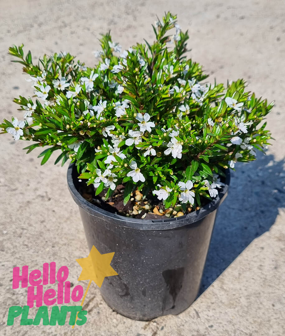 Cuphea 'White' 6" Pot - Image 2