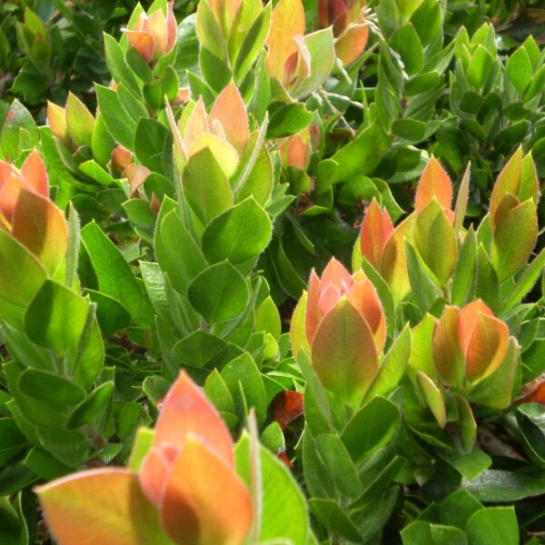 Close-up of vibrant green leaves with young red-tipped shoots from the Callistemon 'Red Rover™', clustered together in a lush, dense formation, ideal for display in a 6" pot.