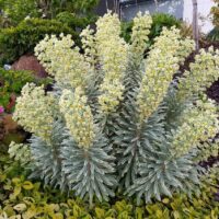 A dense shrub, known as Euphorbia 'Silver Swan' 6" Pot, with numerous green leaves and clusters of small pale yellow flowers grows in a garden bed surrounded by various other plants and mulch. This variety, often found in a 6" pot, adds a unique touch to any landscape with its elegant presence.