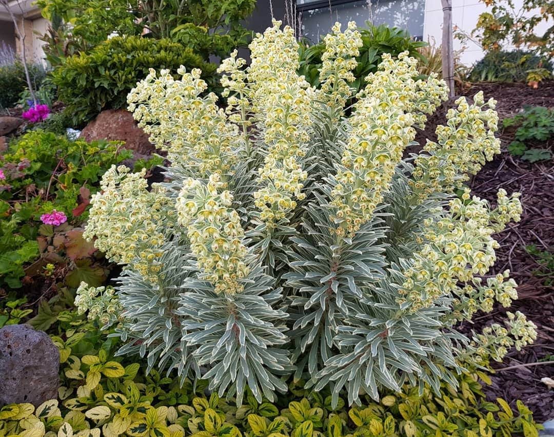 A dense shrub, known as Euphorbia 'Silver Swan' 6" Pot, with numerous green leaves and clusters of small pale yellow flowers grows in a garden bed surrounded by various other plants and mulch. This variety, often found in a 6" pot, adds a unique touch to any landscape with its elegant presence.