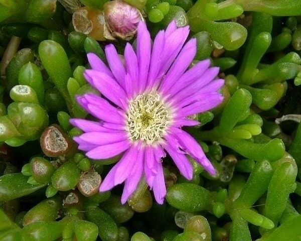 A close-up of a vibrant purple Disphyma crassifolium 'Hot Stuff' Pig Face flower with a white center, surrounded by green succulent leaves in a 6" pot.