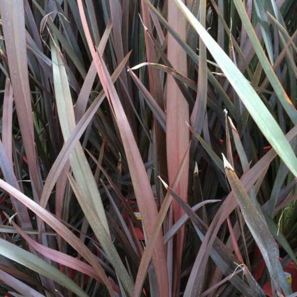 Close-up image of the long, narrow, and pointed green and reddish-brown leaves of a Phormium 'Bronze Warrior' Flax 8" Pot with a dense arrangement.