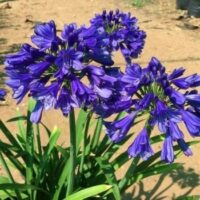 Close-up of Agapanthus 'Blue Thunder®' 6" Pot flowers, also known as African lilies, growing outdoors in a sunny area with a sandy ground.