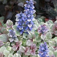 An Ajuga 'Burgundy Lace' 6" Pot features green, white, and pink variegated leaves with tall, spike-like clusters of small blue-purple flowers.