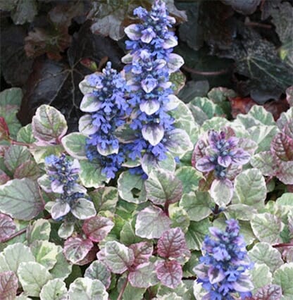 An Ajuga 'Burgundy Lace' 6" Pot features green, white, and pink variegated leaves with tall, spike-like clusters of small blue-purple flowers.