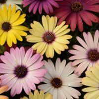 The Osteospermum 'Akila Canyon Mix' African Daisy features a range of daisy-like flowers in vibrant shades of yellow, pink, red, and white with dark centers.