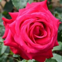 A close-up of a fully bloomed Rose 'Alec's Red®' 3ft Standard with visible petals and green leaves in the background.