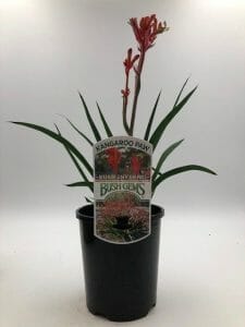 Anigozanthos 'Bush Inferno™' Kangaroo Paw 6" Pot - Image 4